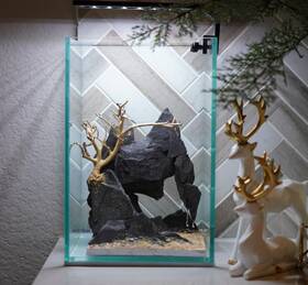 Scape-66 Htown Bonsai On Rock Nature Aquarium Aquascape 1.6 Gallons