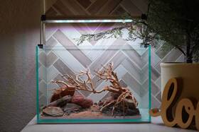 Scape-79 Htown Bonsai On Rock Nature Aquarium Aquascape 2.7 Gallons