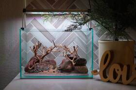 Scape-80 Htown Bonsai On Rock Nature Aquarium Aquascape 2.7 Gallons