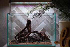 Scape-81 Htown Nature Aquarium Aquascape Driftwood 2.7 Gallons