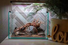 Scape-82 Htown Bonsai On Rock Nature Aquarium Aquascape 2.7 Gallons