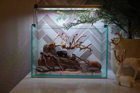 Scape-88 Htown Bonsai On Rock Nature Aquarium Aquascape 2.7 Gallons