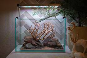 Htown Scape-90 Bonsai On Rock Nature Aquarium Aquascape 2.7 Gallons