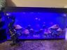 Jellyq Fascinations Jellyfish Aquarium Fish Tank Decor Imitation Slight Noice