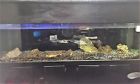 Large Fish Aquariums 616312628117