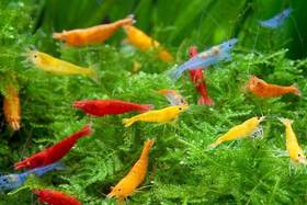 Las Vegas Exotic Fish 695845620089 Neocaridina Shrimp Live Freshwater Aquarium Inverts Guarantee