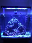 Mini38 Innovative Marine Fish Tank With
