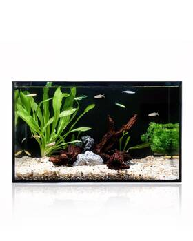 Minilake B0fd2ypjn3 5 Gal Clear Glass Fish Tank Aquarium For Betta Goldfish Shrimp And Plants