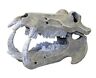 N-a Blue Ribbon Hippo Skull Exotic Environments 0030157012007