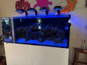 Otterbox 230lx 230 Gallon Waterbox Aquarium Lx