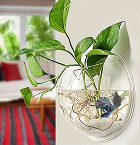 Pawesome Hd-fb-001 Wall-hanging Fish Bowl Acrylic Wall-mounted Plant Pot 1 Gallon Tank 11.5