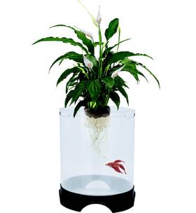 Penn-plax B072r16kx1 Penn-plax Aquaponic Betta Fish Tank And Planter - Hydroponic Env. For Plants
