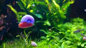 Polar Bears Pet Shop 600163377645 9 Live Ramshorn Snails Aquarium Or Pond Algae Clean Up Shipped Daily