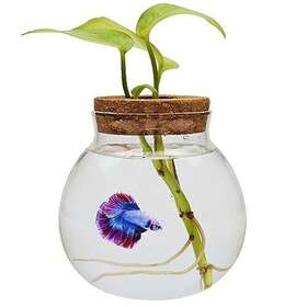 Sudejia Fb-rm-01 Small Betta Fish Tank Glass Bowls For Goldfish Aquaponic