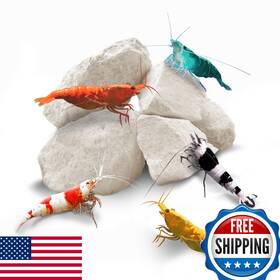 Sungrow B005ctke46 Shrimp Rocks Calcium Magnesium For Crayfish Hermit Crab Snail Vitalit