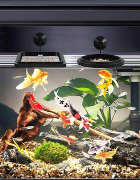 Suten 726084209565 Fish Feeding Ring Set - Round And Square Floating Feeders With Suction Cups For Aq