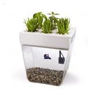 Tank Aquatic Plants Plant Gallon Aquarium Fish Stand Decoration Glass