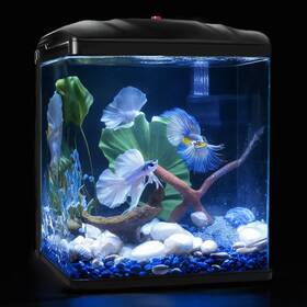 Tararium T320-t400 Small Fish Tank 2 Gallon Glass Aquarium Betta Shrimp Goldfish Tropical