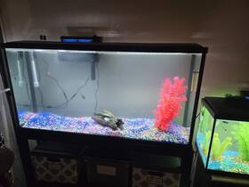 Taus Beyshvlo1d 60 Gallon Tank With Stand