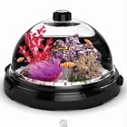 The Tabletop Saltwater Aquarium 3 Gallon W Filtration System Acrylic Dome 859079002008