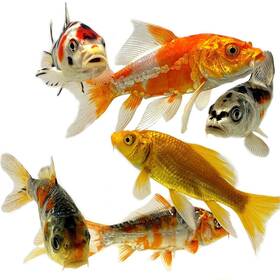 Toledo Goldfish 745559769403 Butterfly Standard Fin Koi Combo Variety Colors Patterns - Perfect Ponds Aquariu