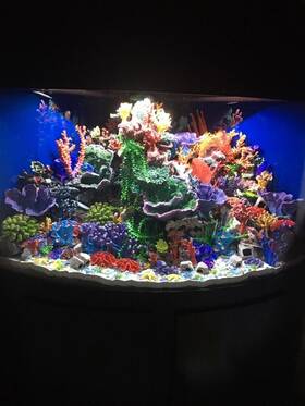 Tsunami Qc484836 Aquarium 285 Gal. 15 Inch Canopy 36 Cabinet Tall Tank Over 7 Foot All Equipment
