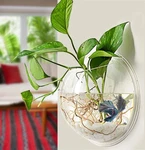 Wall-hanging Fish Bowl Acrylic Wall-mounted Plant Pot Gallon Tank 11.5.... Fixed Price $62.56.