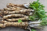 Horseradish Roots For Planting - Grow Big Top Crowns. Fixed Price $64.96.