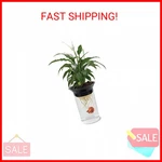 Penn-plax (APON1) Aquaponic Planter And Aquarium For Betta Fish Tank Promotes He. Fixed Price $31.04.