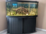 72 Gallon Bow Front Fish Tank Includes Everything Inside The + Stand 020803. Fixed Price $399.99.