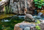 Aquascape Turtle On Log Spitter 78371. Fixed Price $71.99.