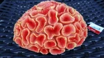 Petco Essentials Aquatic Decor Pess Brain Artificial Coral Aquarium Ornament. Fixed Price $19.00.