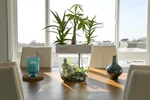 Water Garden Duo: Hydroponics / Aquaponics Eco-system. Fixed Price $99.99.
