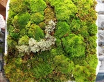 1 Gal. Bag Live Kentucky Mood/fern/sheet Moss Terrariums, Crafts, Gardens. Fixed Price $15.99.