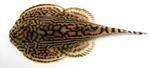 Tiger Hillstream Loach Sewellia Lineolata Live Freshwater Aquarium Tank Fish. Fixed Price $12.99.