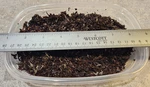 Live White Worm Starter/feeder Culture 3-CUP Container For Fish/reptile/etc. Fixed Price $19.99.
