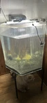 Acrylic Hexagon Fish Tank Only Filter Sold Separately 18 20. Fixed Price $50.00.
