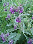 Live Freash Organic Comfrey Roots For Planting 15PCS. Fixed Price $29.99.