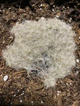 Live White Worms Starter Healthy Culture Fish/frog/newt Food Free Shipping. Fixed Price $18.75.