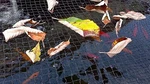 PONDH2O Premium Koi Fish Protection Cover Netting 33'X20' (10MX6M) W/stakes. Fixed Price $61.95.
