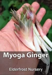 Myoga Ginger Live Roots, Cold Hardy Plant (zone 5B). Fixed Price $24.00.