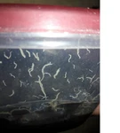 2 Oz Grindal Worm Starter Culture Live Food For Betta Fry Killifish & More. Fixed Price $18.99.