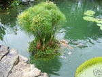 24" Floating Island Pond Planter-plant-koi-water Garden-pool-aquatic-fish-flower. Fixed Price $103.99.
