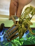 Aquarium Hang On Back Pot Fish Tank In Planter. Fixed Price $5.99.