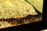 1 L397 Alenquer Tiger Pleco (panaqolus Sp.) Tank Bred! High Quality Fish!. Fixed Price $64.99.
