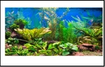 48X24 Inches Aquarium Background Aquatic Plant River Bed & Lake Fish Tank. Fixed Price $12.69.