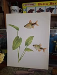 Vintage Aquarium Fishbowl Pet Store Tropical 8" 10" & Light Tetra Print. Fixed Price $14.95.