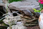Aquascape Double Turtle On Log Spitter 78372. Fixed Price $95.99.