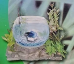Betta Fish Tank New Box Aquarium Japanese Fighting Pet Supplies Jungle. Fixed Price $30.00.