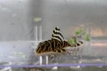 1 L333 Golden King Tiger Pleco Tank Bred! High Quality Fish! Read Description!. Fixed Price $61.99.